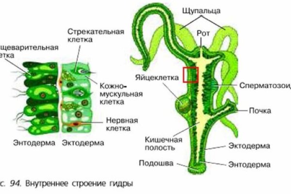 Кракен закладки